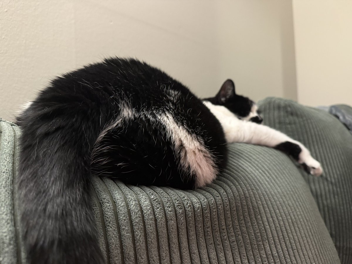 FranAndFiona's tweet image. Does this couch make my butt look fat?