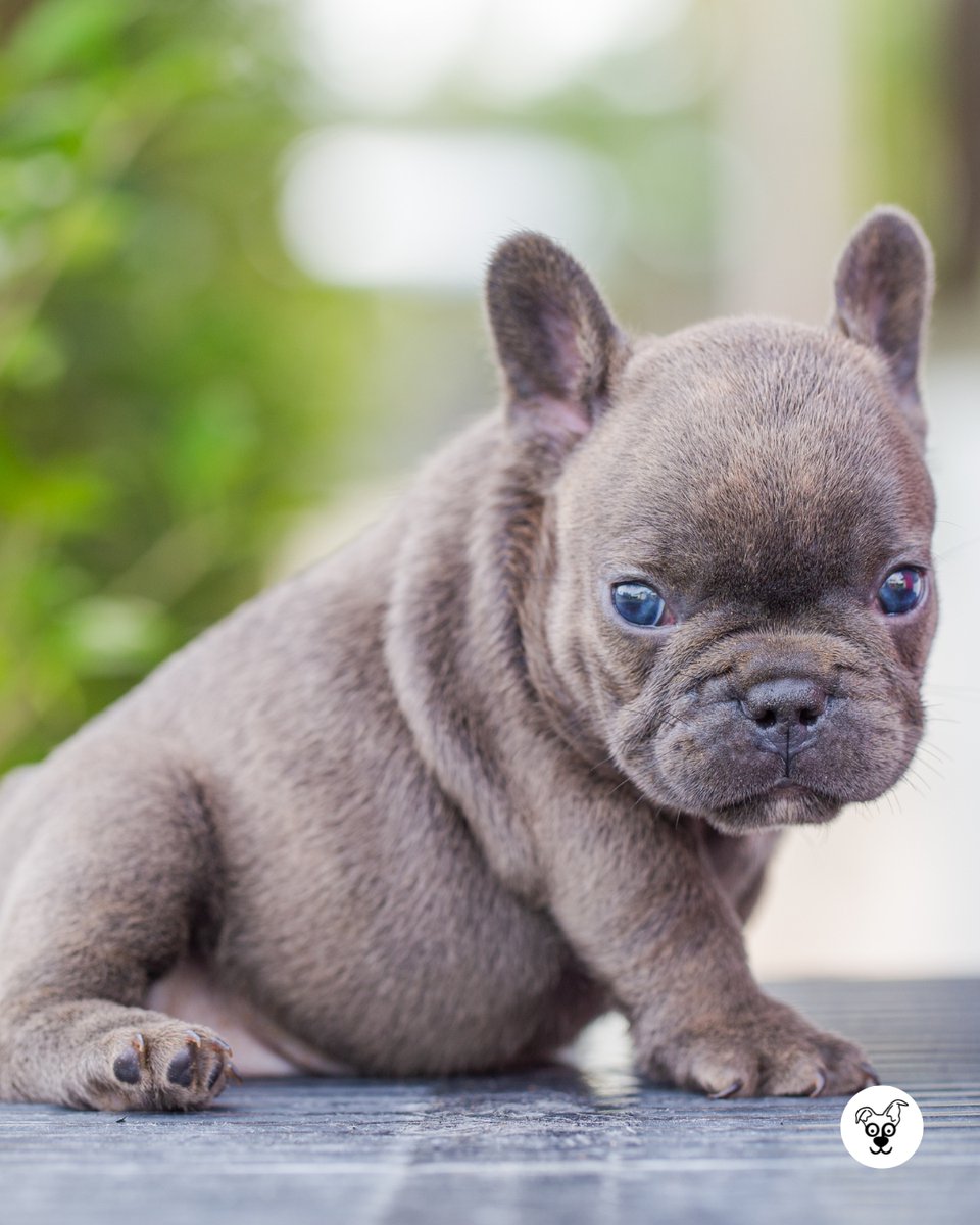 thesopawsome's tweet image. My Frenchie's motto: If it fits, I sits. And if it doesn't, I'll try anyway. 👑 #FrenchieProblems #FunnyDogs #BulldogMeme #DogHumor #SpoiledDog