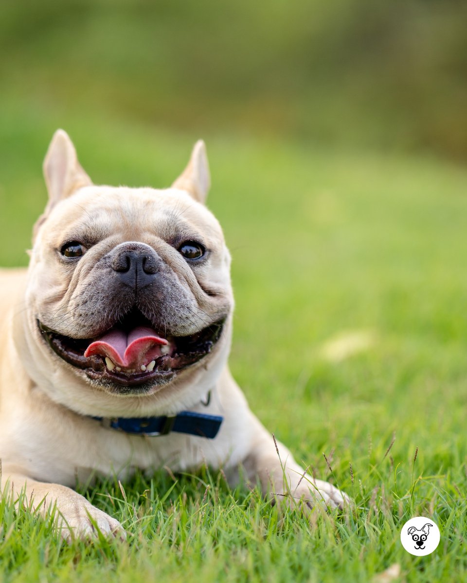 thesopawsome's tweet image. My Frenchie's motto: If it fits, I sits. And if it doesn't, I'll try anyway. 👑 #FrenchieProblems #FunnyDogs #BulldogMeme #DogHumor #SpoiledDog