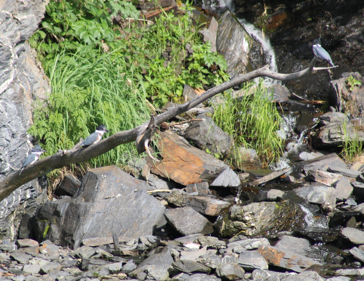 Steve Newman (@steevnewman) on Twitter photo When you haven't got your long lens and you spot four Belted Kingfishers in Alaska. Thank you <a href="/HX_Expeditions/">HX Expeditions</a> Hopefully Horned and Tufted Puffins tomorrow! <a href="/TomCadwallender/">Tom Cadwallender</a> <a href="/SteelySeabirder/">David Steel</a> <a href="/gannetrocks/">Maggie Sheddan</a> <a href="/catidball/">Carole Tidball</a> <a href="/polyolbion/">Matt Merritt</a> <a href="/BirdWatchingMag/">Bird Watching</a> Details travelhx.com/en-gb When you haven't got your long lens and you spot four Belted Kingfishers in Alaska. Thank you <a href="/HX_Expeditions/">HX Expeditions</a> Hopefully Horned and Tufted Puffins tomorrow! <a href="/TomCadwallender/">Tom Cadwallender</a> <a href="/SteelySeabirder/">David Steel</a> <a href="/gannetrocks/">Maggie Sheddan</a> <a href="/catidball/">Carole Tidball</a> <a href="/polyolbion/">Matt Merritt</a> <a href="/BirdWatchingMag/">Bird Watching</a> Details travelhx.com/en-gb