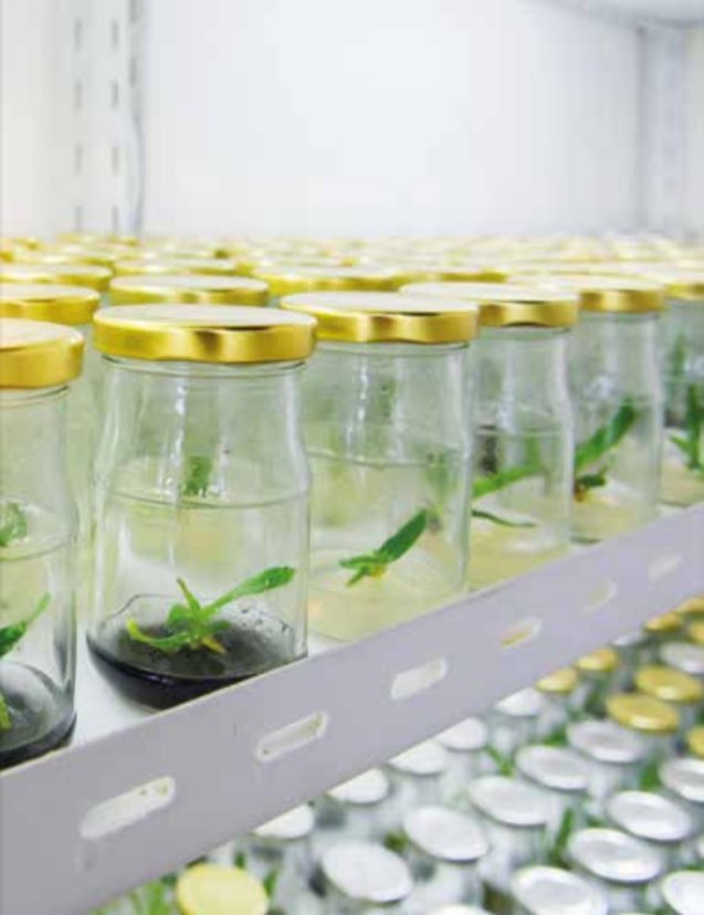 TARIMSAL İNOVASYON VE GİRİŞİMCİLİK - 3
Bir yörenin iklim ve toprak koşullarına ilaveten zararlı potansiyeline göre dayanıklı bir çeşit geliştirilmesi ve bu çeşidin tohumlarının benzer özellikler
taşıyan ülke içi ve küresel ölçekte diğer üretim alanlarına pazarlanması bir