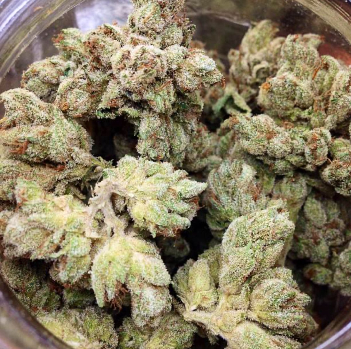 420tv_'s tweet photo. What’s your favorite OG? #619s @GreenworksCA https://t.co/jqO8wb1Q2n