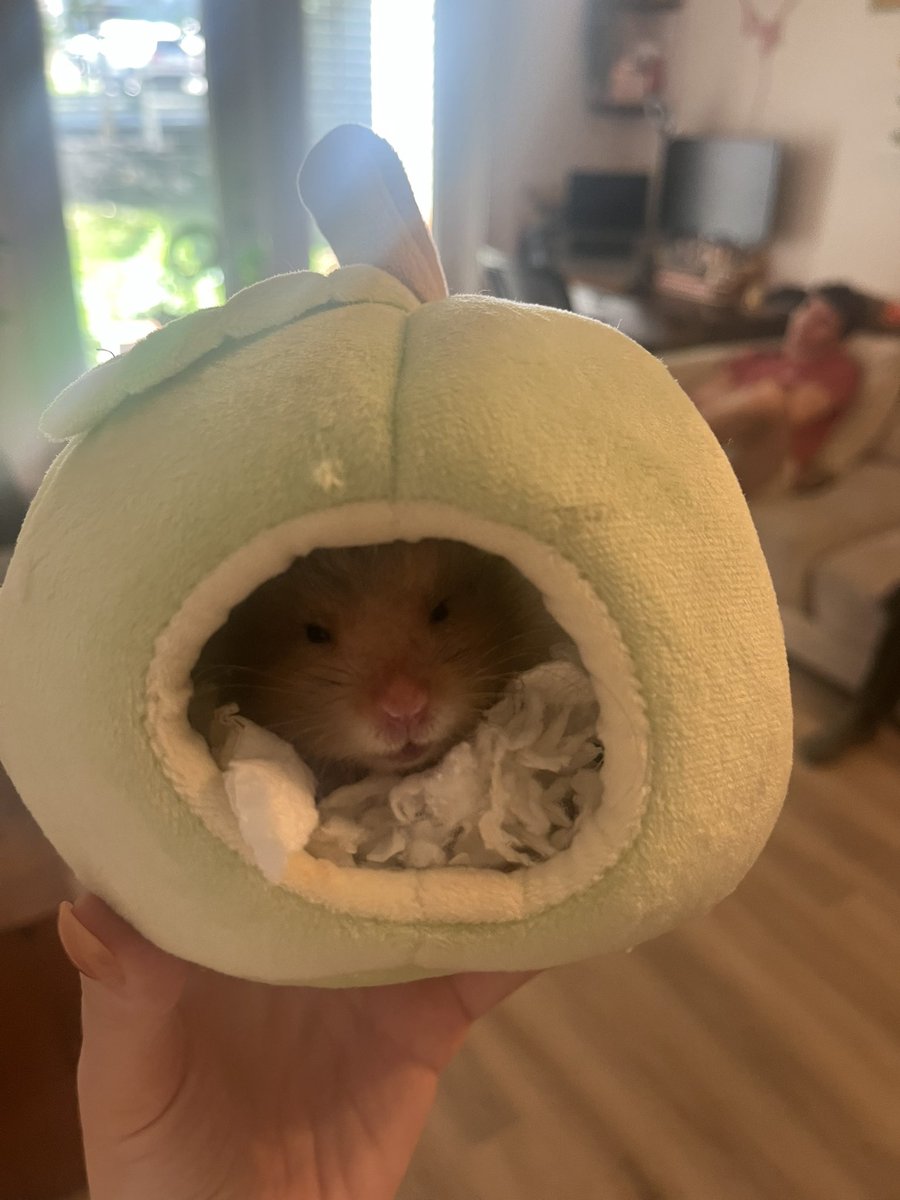 hamsterdotcom_'s tweet image. Bear had a good birthday, and Puck had a good time too (blurry)!! 🐹💓🐹