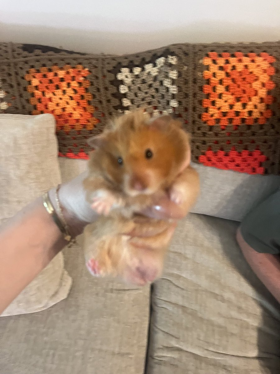 hamsterdotcom_'s tweet image. Bear had a good birthday, and Puck had a good time too (blurry)!! 🐹💓🐹
