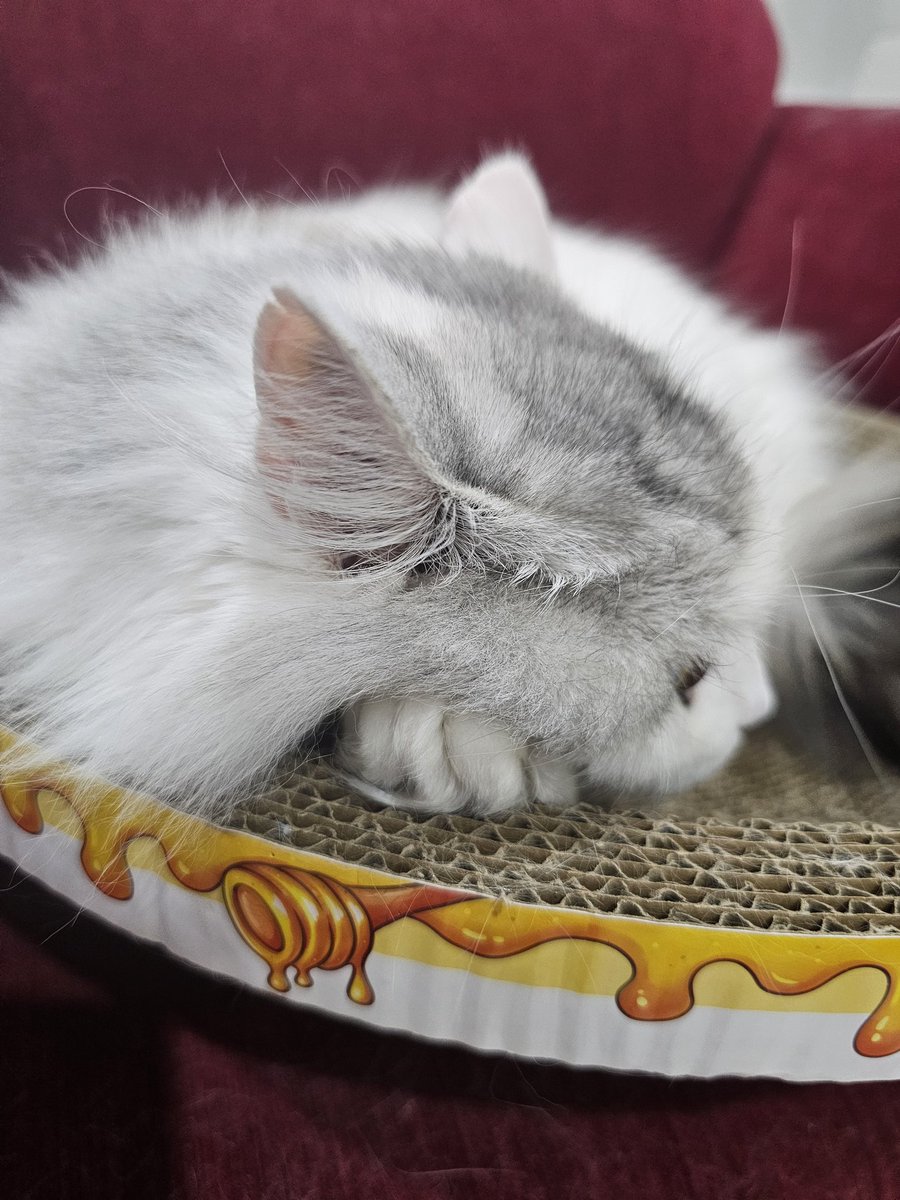 Vivas_World's tweet photo. My paw is my pillow. 

It's so cold but nice and warm inside. 

#CatsofTwittter #CatsOnTwitter #CatsOnX #CatsLover #kitty #cats https://t.co/zwCGTUcyYL