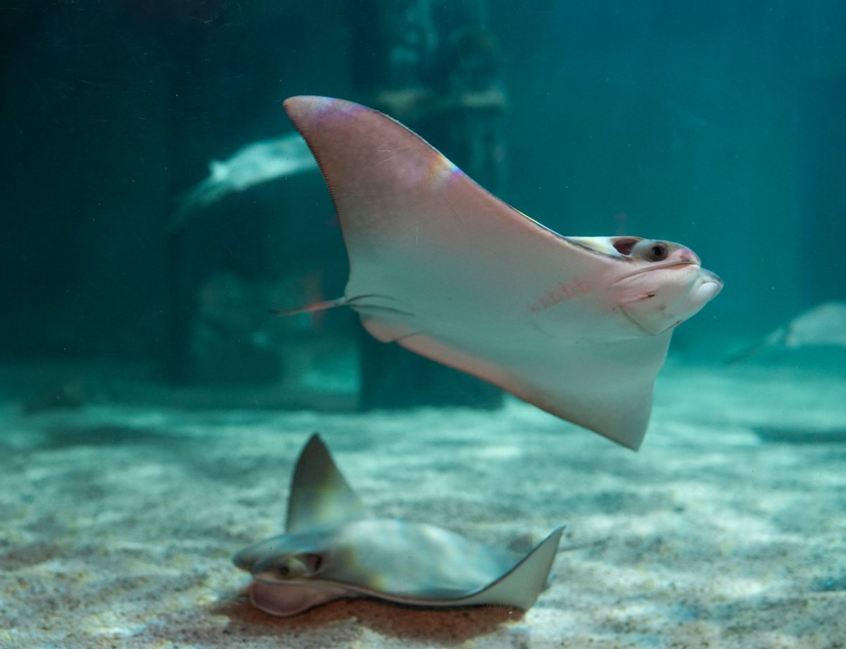 Cownose rays have a special sense called electroreception that helps them detect hidden prey—like clams—beneath the sandy seafloor. They flap their pectoral fins to kick up sediment and use suction through their gills to pull water and sand away.