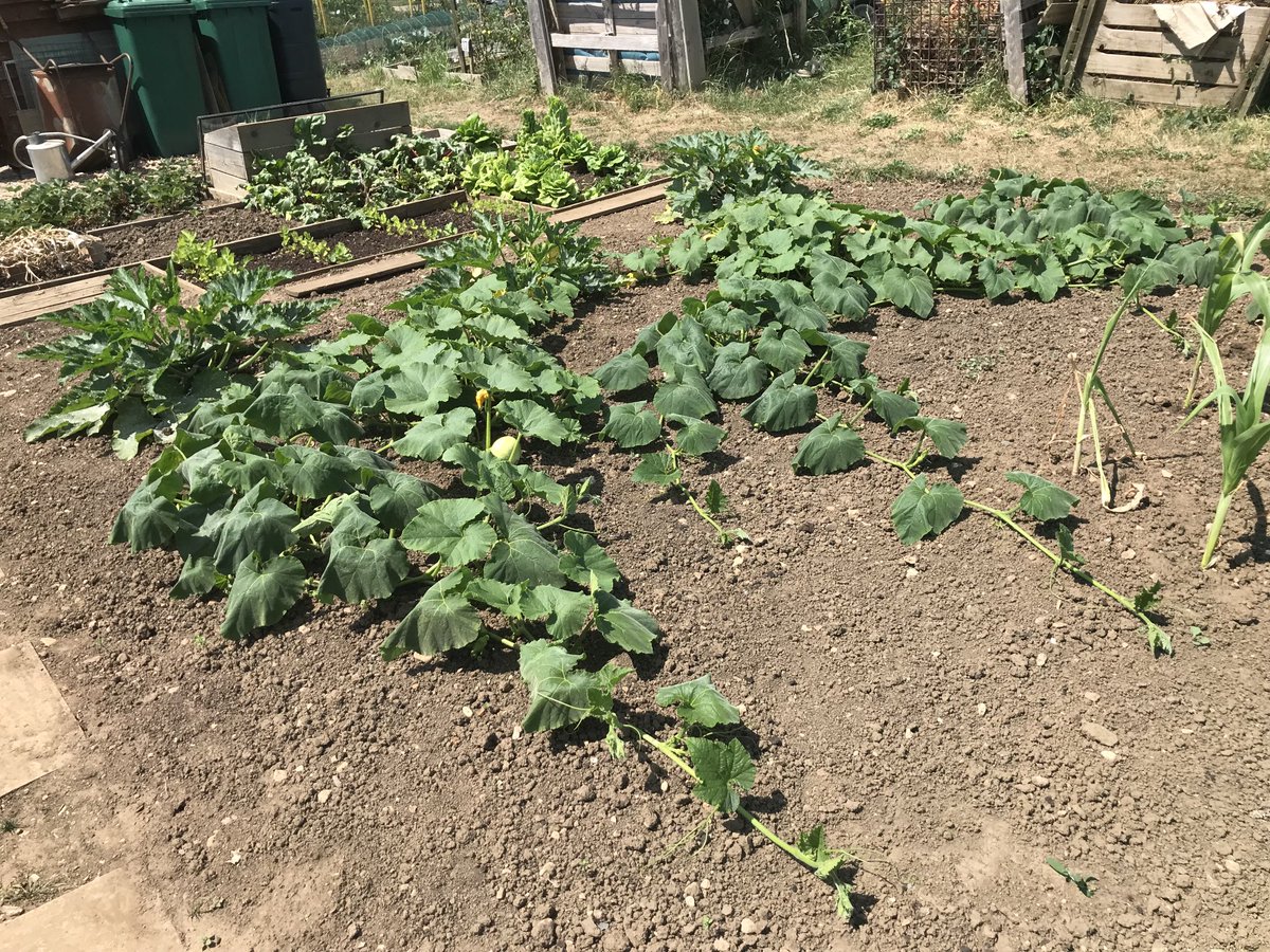 Butternut Squash creeping forward. Takes up a lot of ground. Next year I will train them up a trellis to save space.