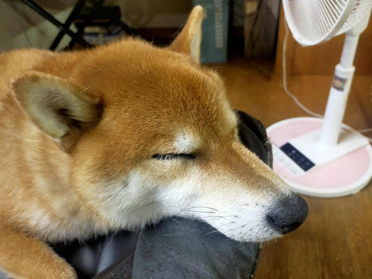 さあ、嫌なことも浄化して眠りましょう
おやすみなさい😪