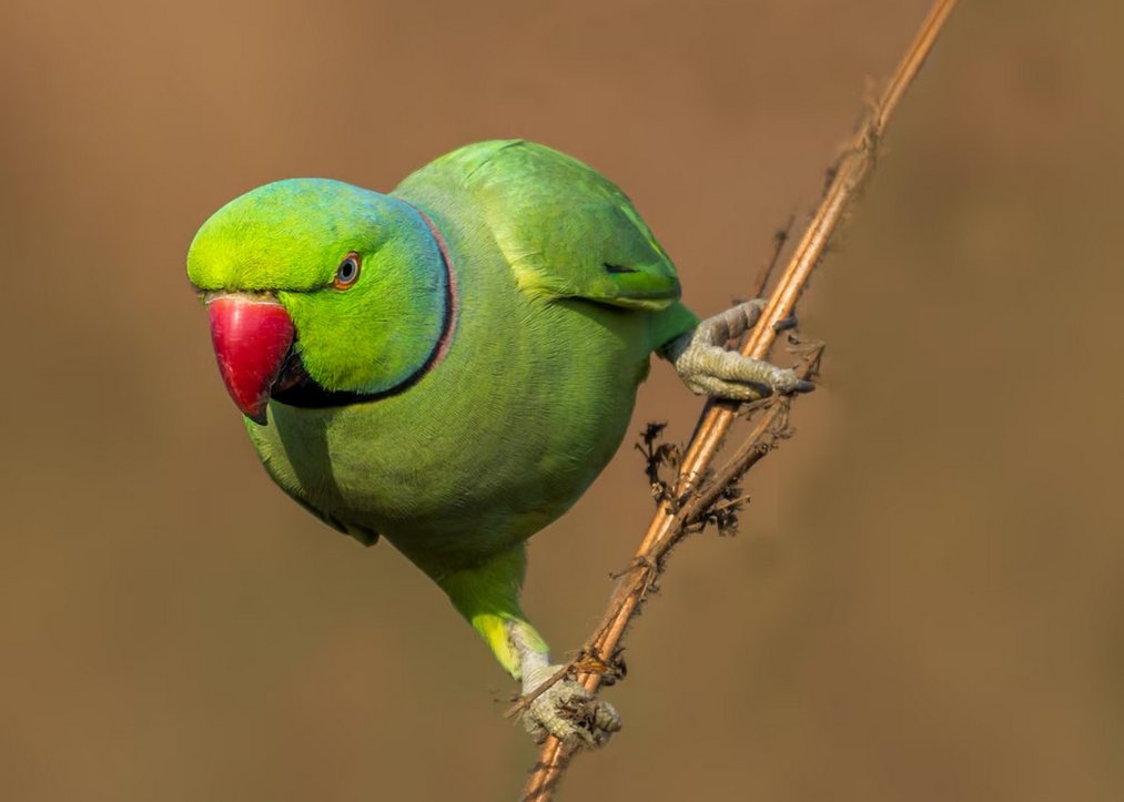 Eerste inheemse vogel gespot in Amsterdam: