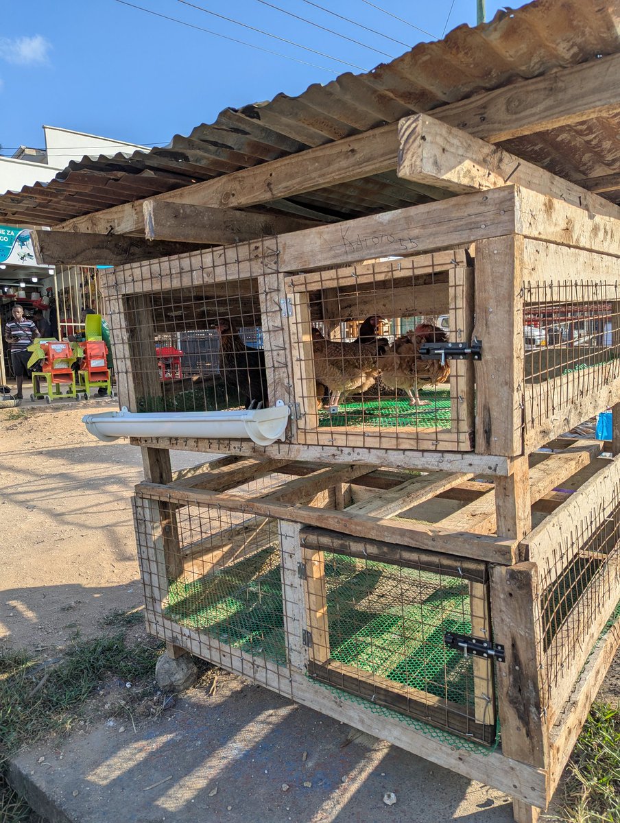 joackagrovet's tweet photo. TUNATENGENEZA MABANDA YA KUKU YA KUHAMISHIKA, MABANDA YA MBAO YA KUKU, WE CONSTRUCT WOODEN POULTRY HOUSE.

Hilo ni Banda la kuku 50 wakubwa, ila vifaranga vinaingia 260. 

Call/Text/WhatsApp: +255 712 253 102 https://t.co/1OnicZjybL