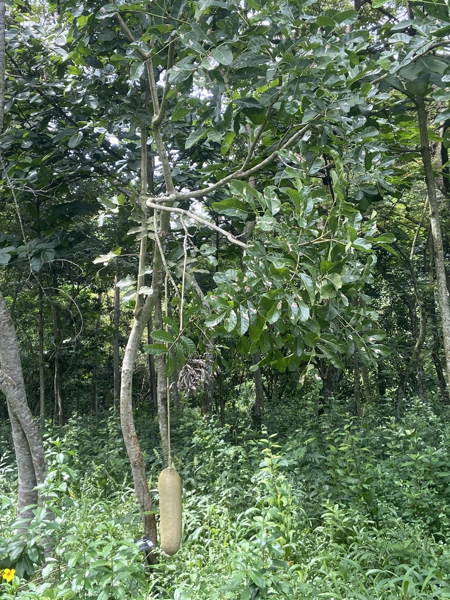 IITA Forest Center tweet media