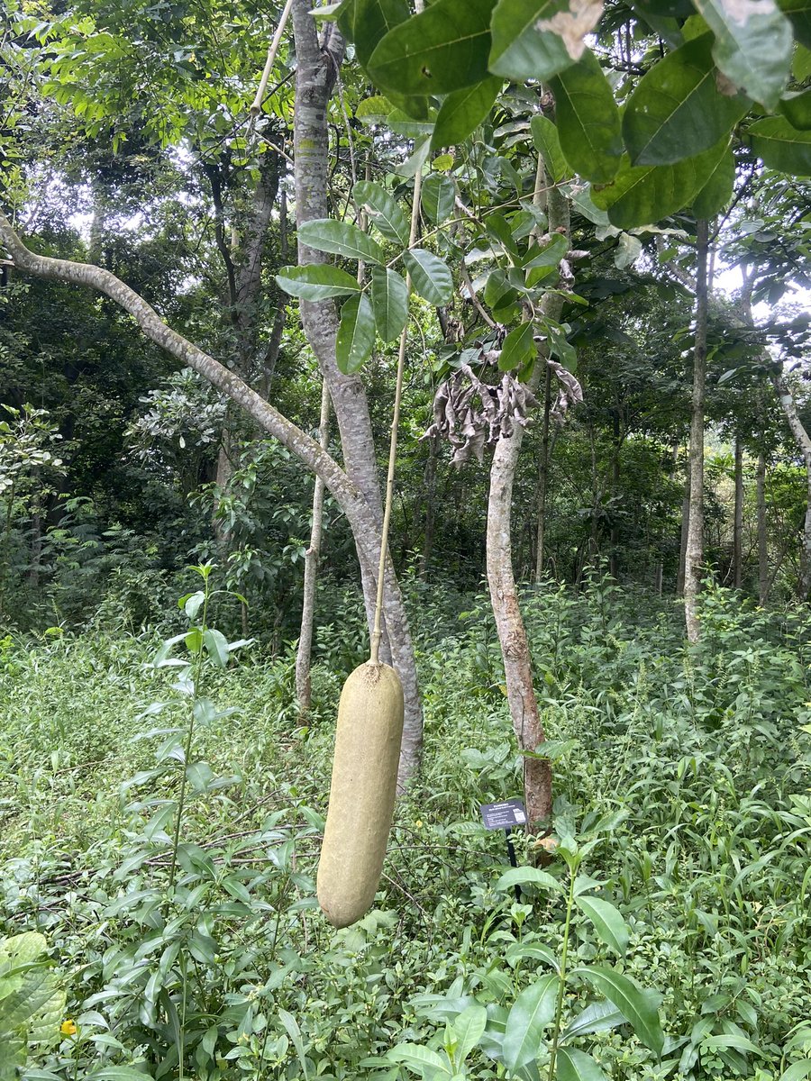IITA Forest Center tweet media