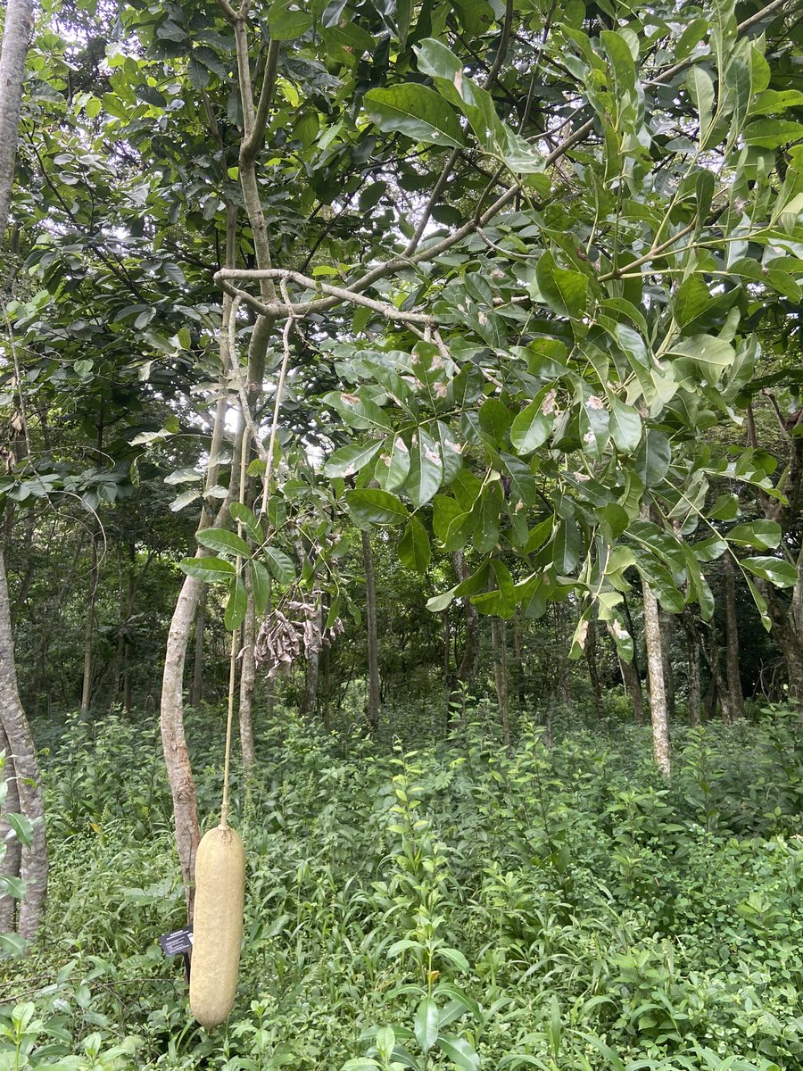 IITA Forest Center tweet media