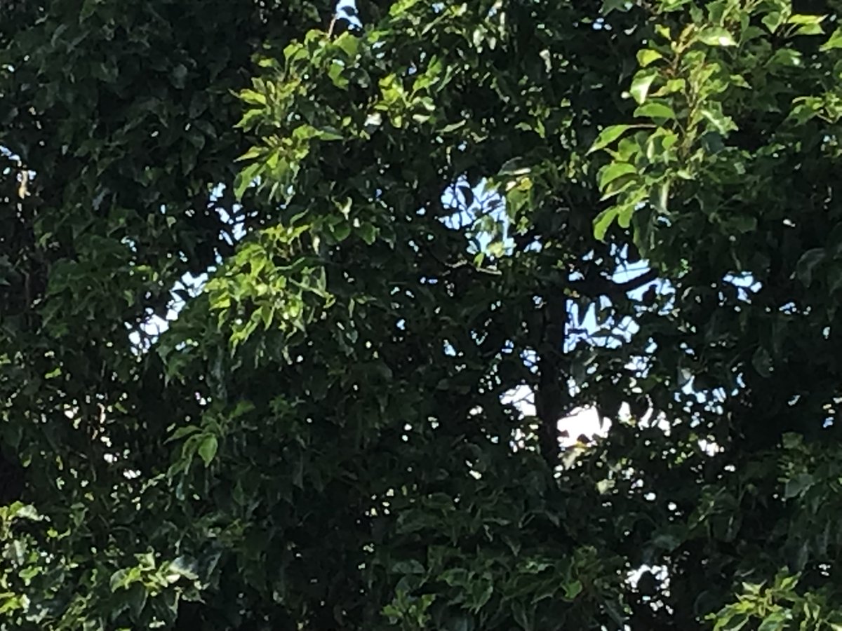 Today we said goodbye to Biscoff the butterfly as he fluttered away to find a new home! Well done year 1 for looking after her so well.