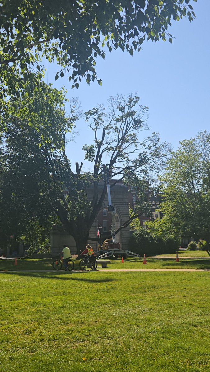 NHHouseofReps's tweet image. 🌳 Lots of activity this morning on the NH State House lawn — this historic Norway maple is being removed for safety reasons. Many have stopped by to share childhood memories tied to this tree. A true piece of Concord history. #NH #ConcordNH #NHStateHouse
