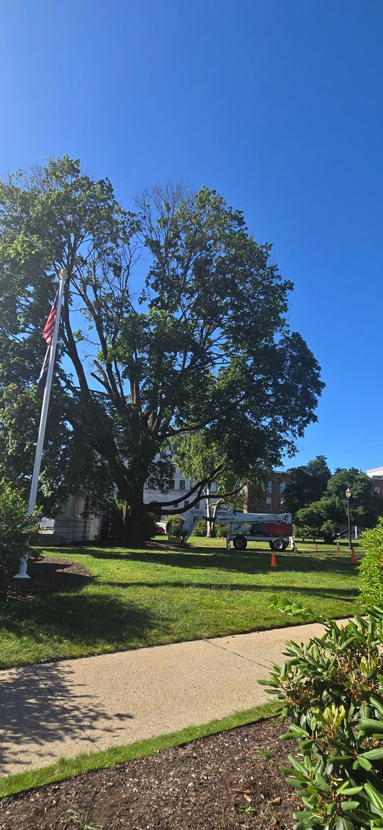 NHHouseofReps's tweet image. 🌳 Lots of activity this morning on the NH State House lawn — this historic Norway maple is being removed for safety reasons. Many have stopped by to share childhood memories tied to this tree. A true piece of Concord history. #NH #ConcordNH #NHStateHouse