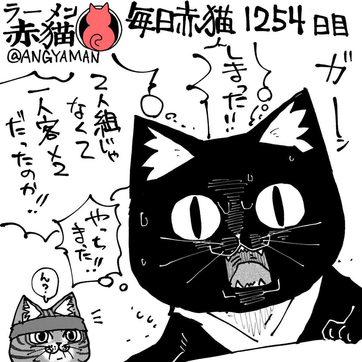 赤猫