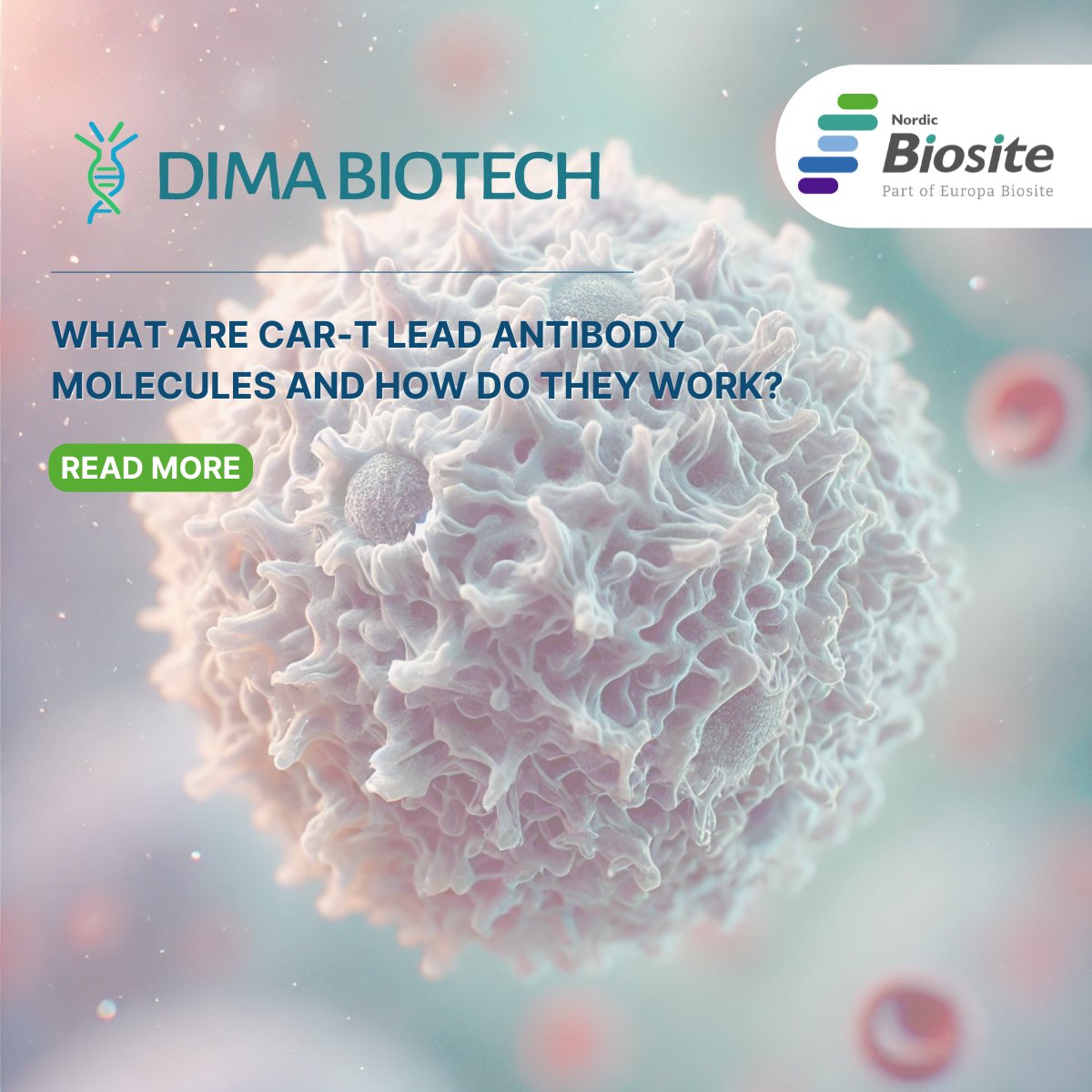 DIMA Biotechnology is at the forefront of CAR-T therapy innovation with their lead antibody molecules.
Visit our website to read the full blog post! hubs.la/Q03b6hkW0
#CARTtherapy #CancerImmunotherapy #DIMABiotech #NordicBiosite