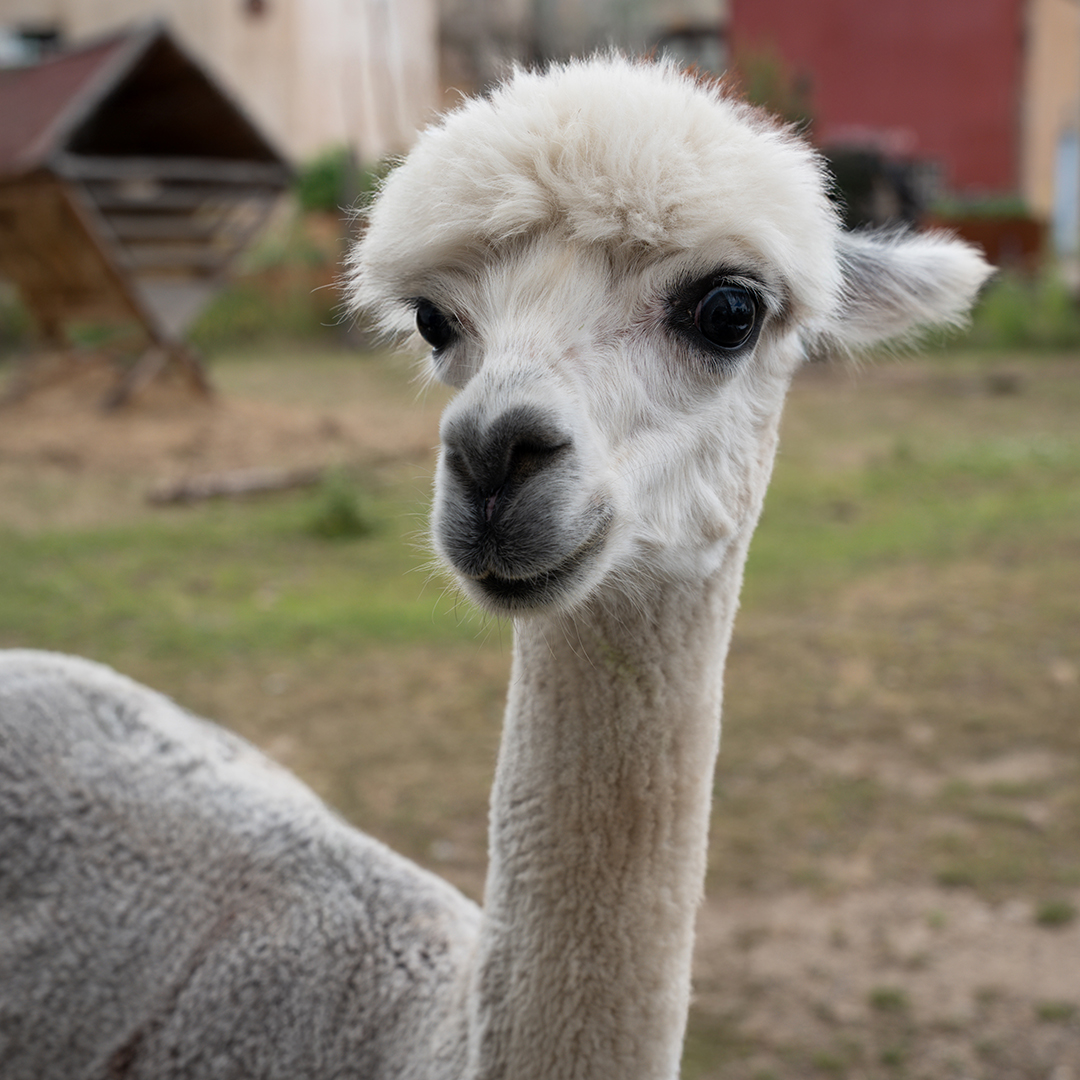 We have some cute news from our Prusa Zoo - our special work benefit where employees can relax and cuddle with our alpacas after work. 🦙 A little while ago, we welcomed two adorable newcomers: two alpaca boys named Dušan and Kubík, named after thier previous caretakers. We took