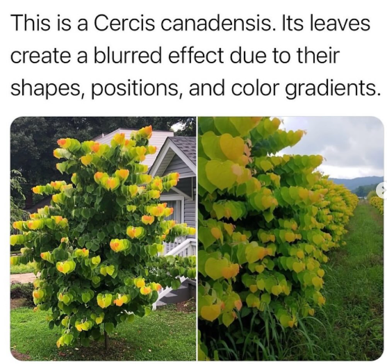 Cercis canadensis, commonly known as the Eastern Redbud, has heart-shaped leaves that can create a blurred or layered visual effect, especially when viewed in clusters.