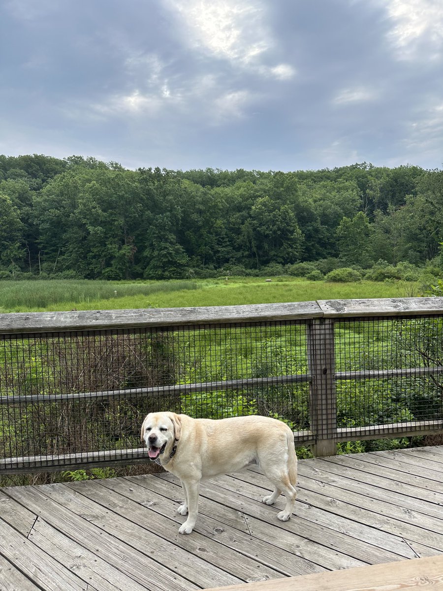 xvermonter61's tweet photo. Some days we welcome the clouds! ⛅️ #DogsofTwitter #CloudyMonday https://t.co/aJ2NdkYfK0
