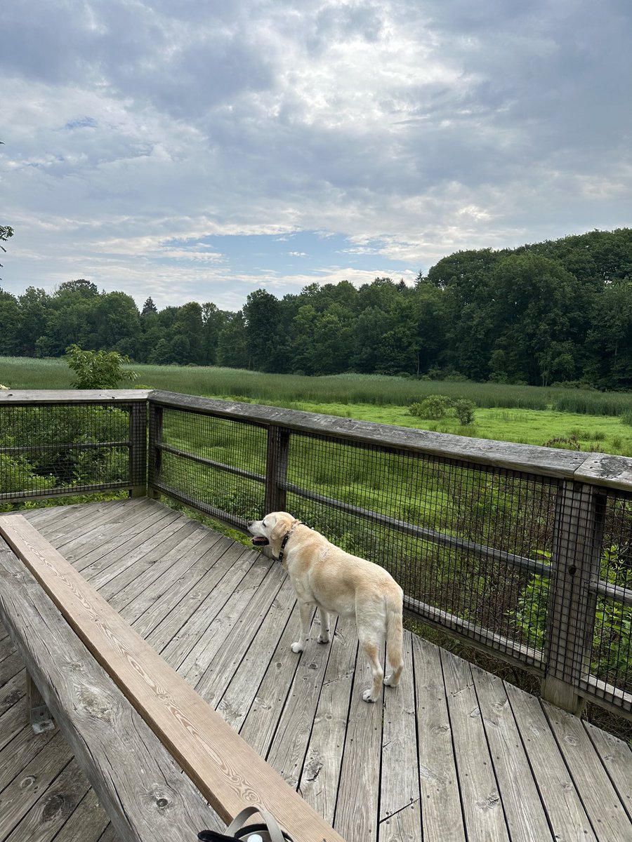 xvermonter61's tweet photo. Some days we welcome the clouds! ⛅️ #DogsofTwitter #CloudyMonday https://t.co/aJ2NdkYfK0