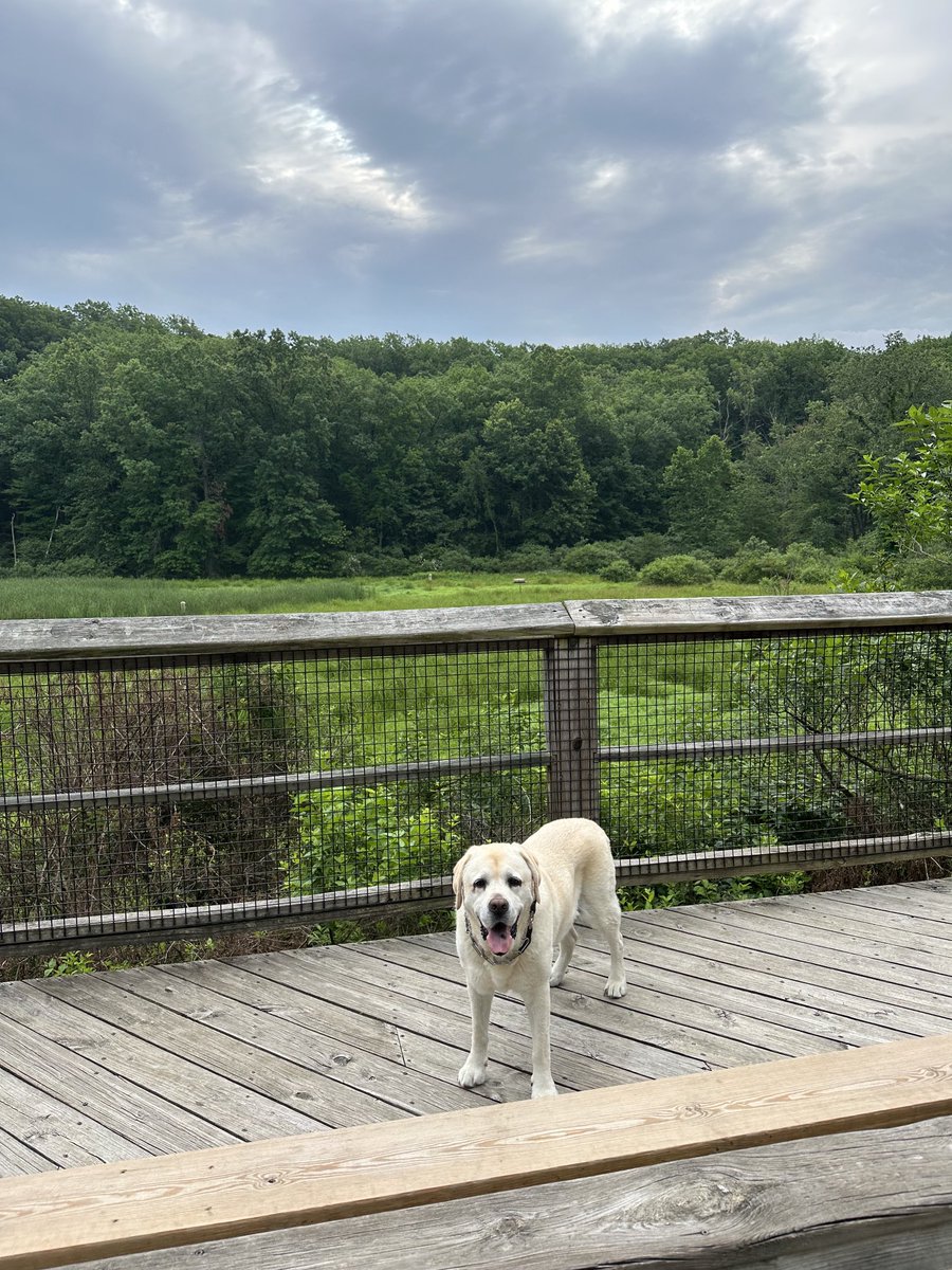 xvermonter61's tweet photo. Some days we welcome the clouds! ⛅️ #DogsofTwitter #CloudyMonday https://t.co/aJ2NdkYfK0