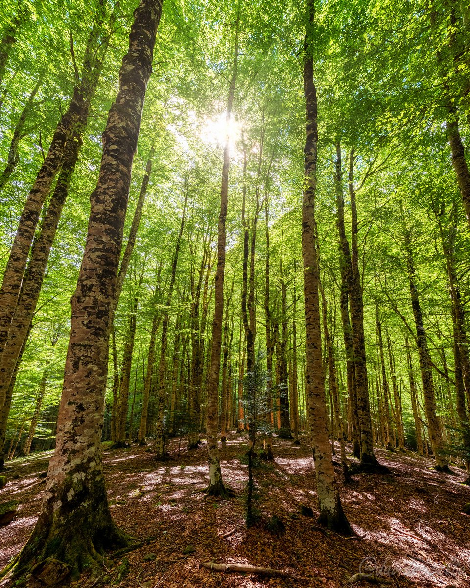 davidrbcelta's tweet image. Camins del GR11 🇵🇱 Pradera de Ordesa
#davidrbcelta #GR11 #sun #landscapephotography