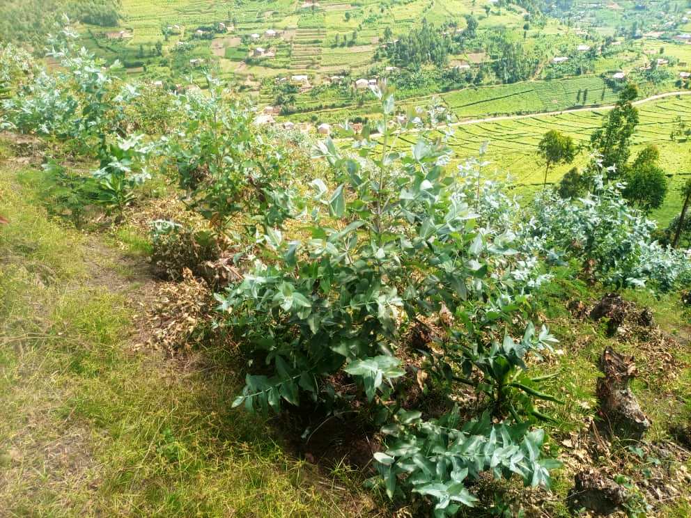 epecotge's tweet photo. ➡️More photos:👇
➡️Project: Increase forest productivity  through forest rehabilitation in Gicumbi District
➡️Activity: Young tree planted https://t.co/vasyD7uq4A