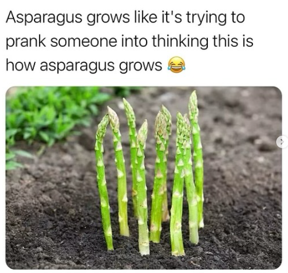 I never imagined asparagus would grow like that 😂