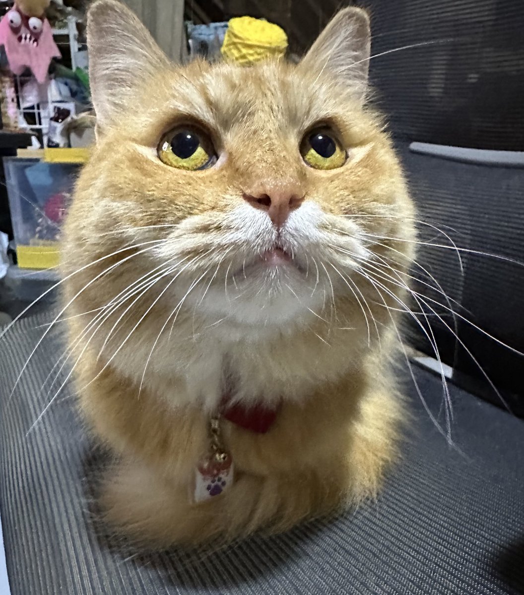 Friends asked for Biscuit updates, so have some Biscuit content. 

He’s the bestest little fluffy tangerine and I love him so much.