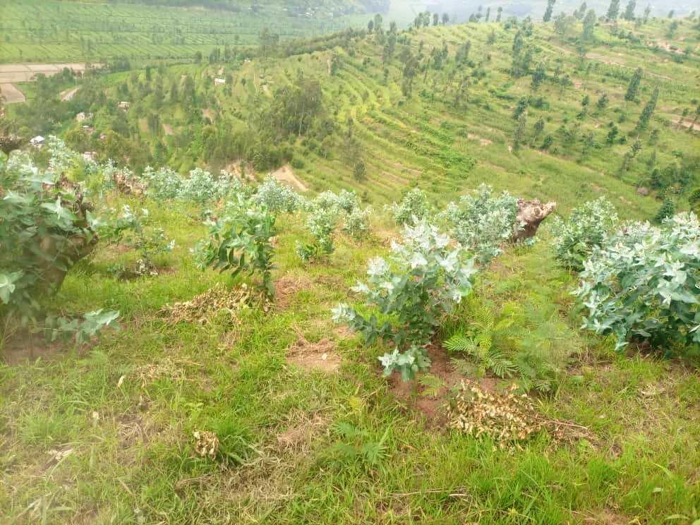 epecotge's tweet photo. ➡️More photos:👇
➡️Project: Increase forest productivity  through forest rehabilitation in Gicumbi District
➡️Activity: Young tree planted https://t.co/vasyD7uq4A