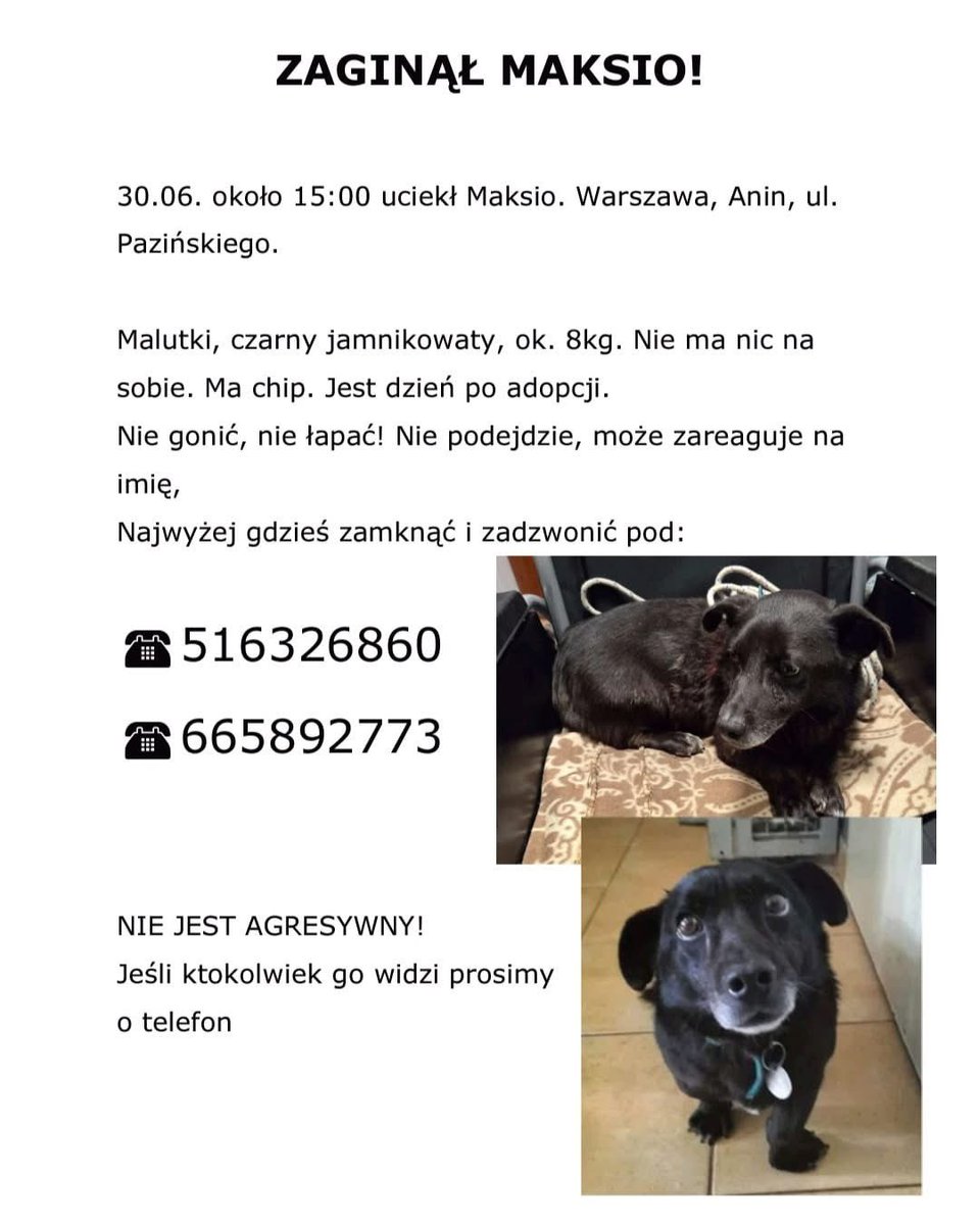 Kolejna zguba 🥺 Warszawa ANIN❗️🆘
‼️ UWAGA ZAGINĄŁ MAKSIO ‼️ 
Wczoraj adoptowany, nie zna terenu. 
Zaginął 30.06. godz. 15:00 Warszawa, Anin, ul. Paziewskiego. 
Nie gonić, nie łapać, 
dzwonić pod ☎️ 665892773. 

Prosimy o szeroki RT!
