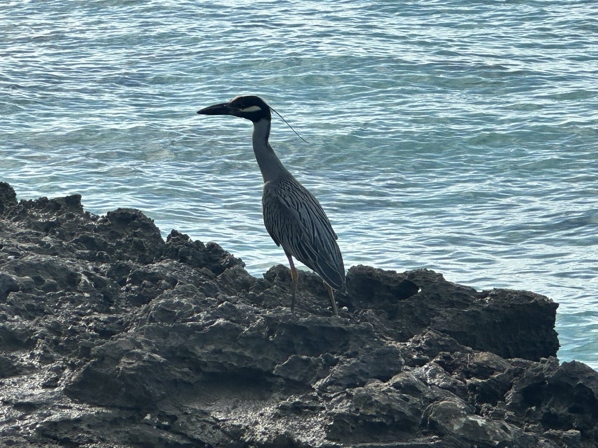 Morning walk views 🌴