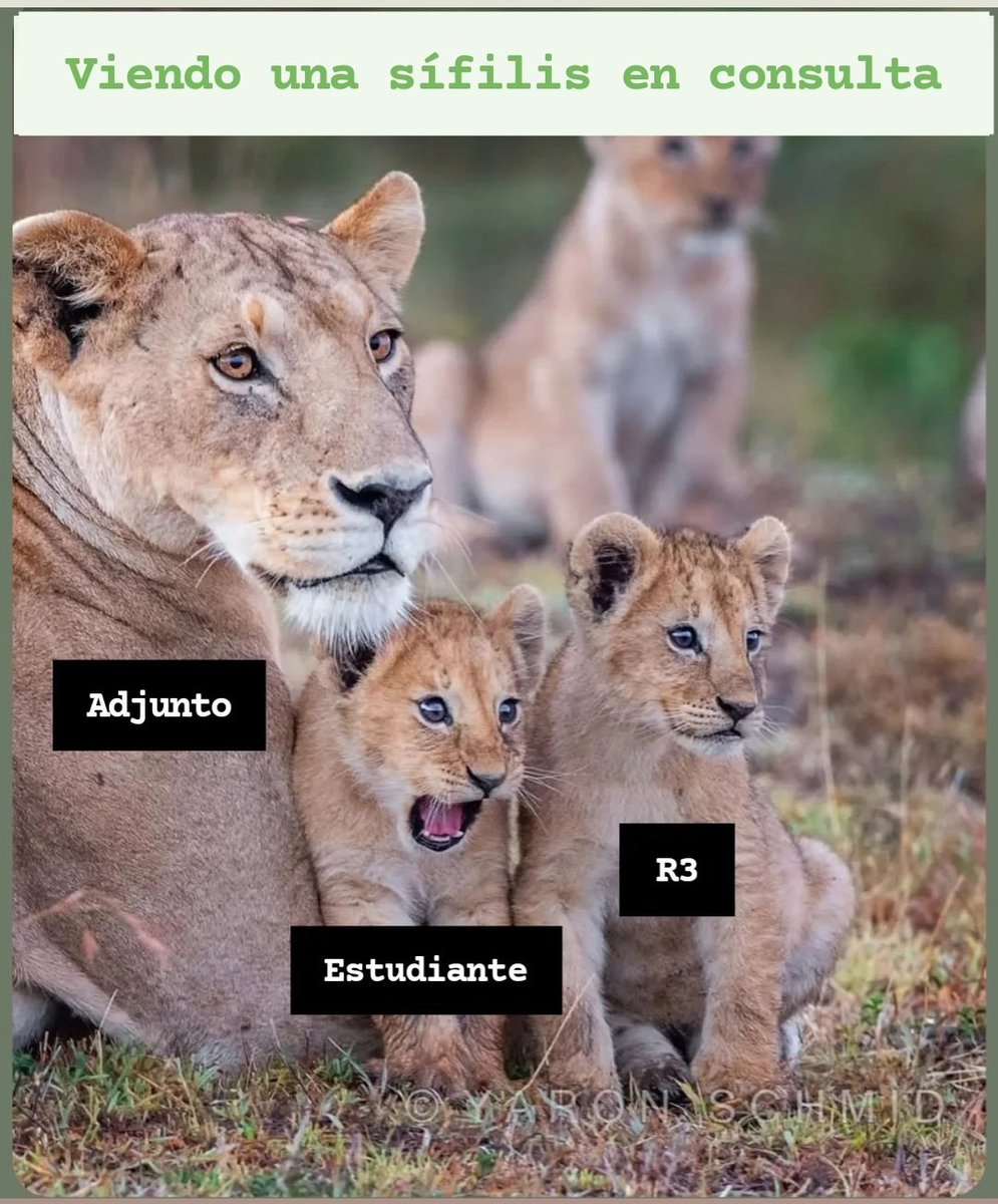 anderdemicro's tweet image. Compartir consulta con quien ve y se ilusiona por primera vez, es una forma más de recordar por qué me gusta tanto este trabajo, desde siempre 🦁🦠🧫 💊 #microbiologiaclinica