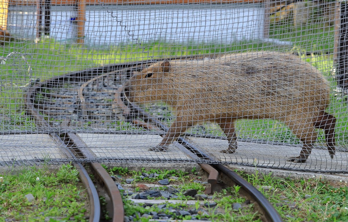 踏み切り渡る 帰宅路 #カピバラ  
#あらかわ遊園 #荒川区 #capybara