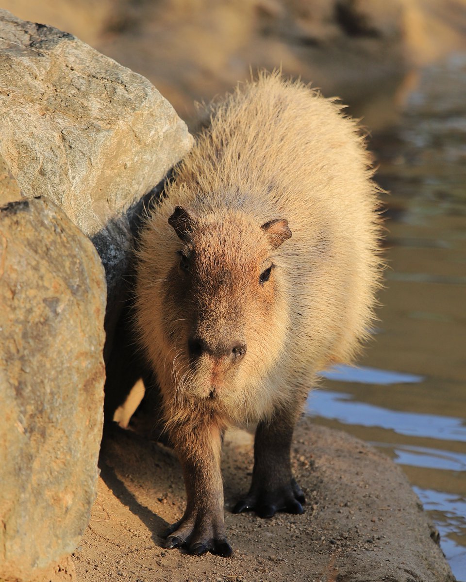 bathed in the sunset. #capybara
#カピバラ #神戸どうぶつ王国 #神戸