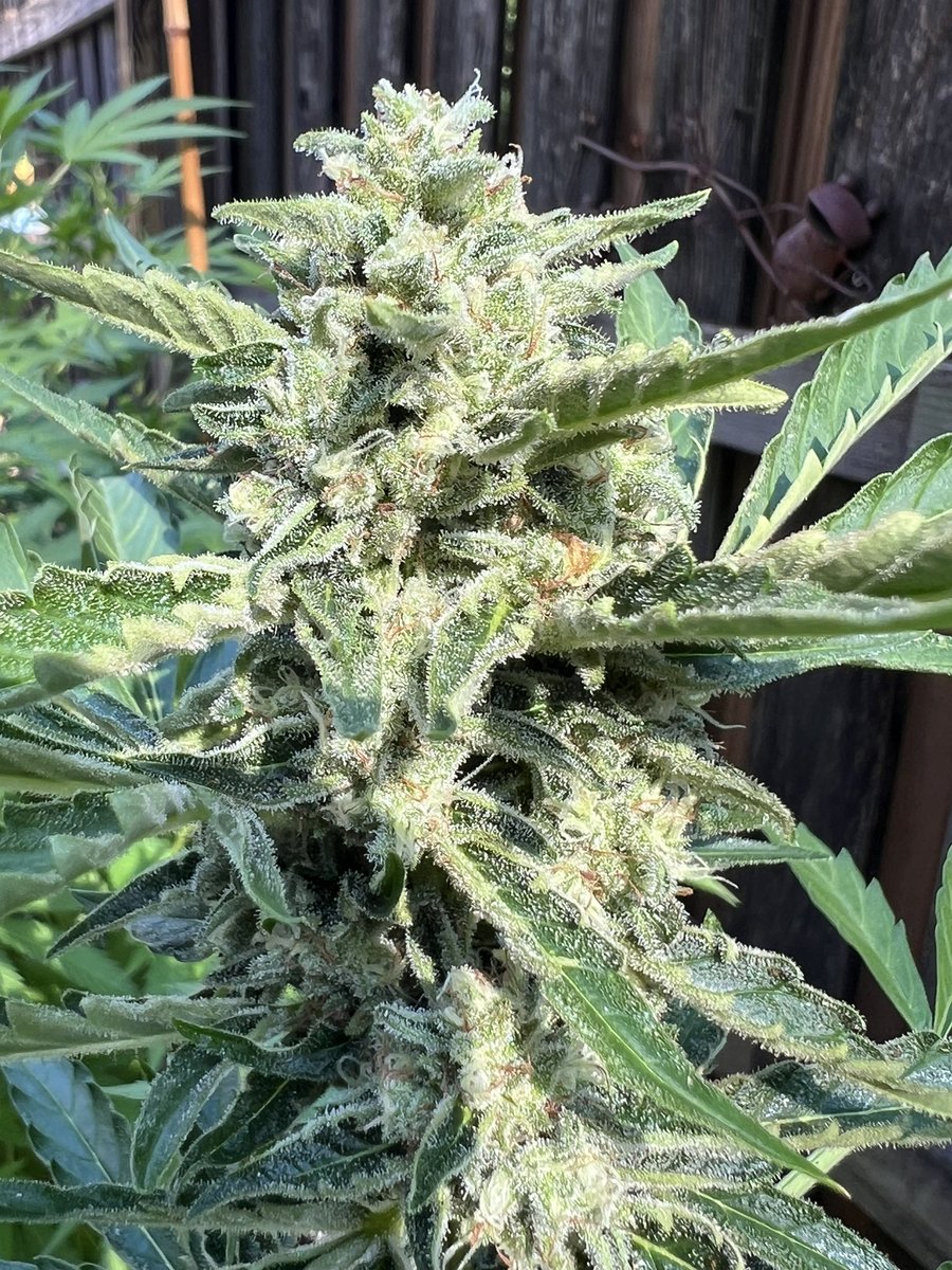White Samson (@whitesamson420) on Twitter photo See what my bajillion watt light can do! 🤣
Just about day 70 for the Terp Sneeze from <a href="/Speedrunseeds/">SpeedRunSeeds</a> See what my bajillion watt light can do! 🤣
Just about day 70 for the Terp Sneeze from <a href="/Speedrunseeds/">SpeedRunSeeds</a>
