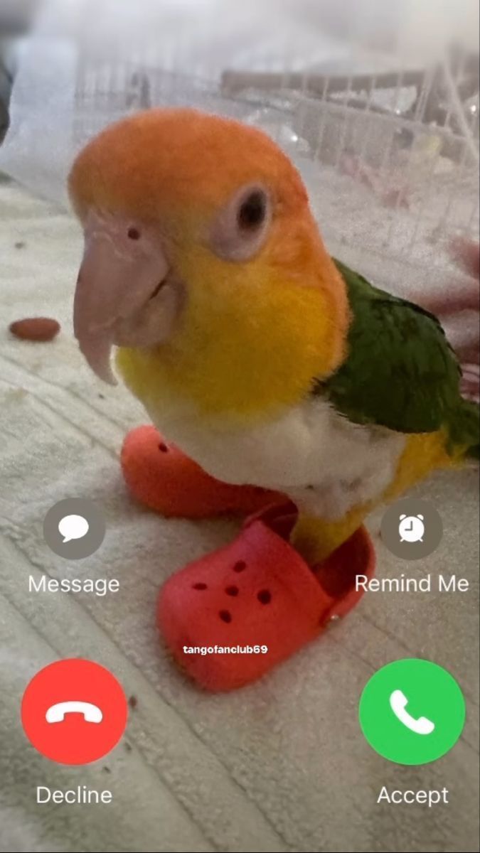 Out of Context Birds (@contextbirds) on Twitter photo 