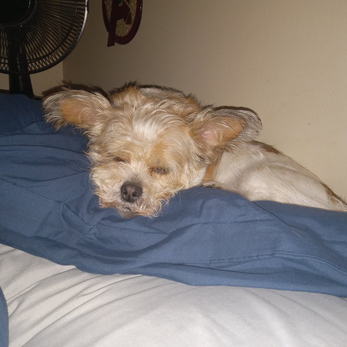 DalCow75 tweet media