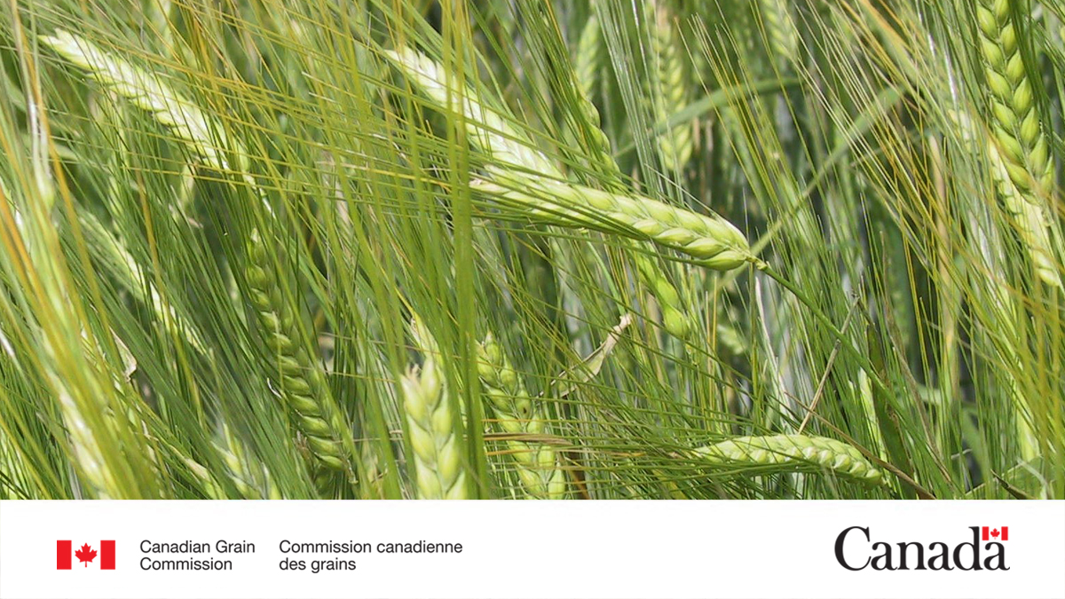 Our variety designation lists for eastern food and malting barley have been updated, effective July 1, 2025: ow.ly/8HRQ50WipV4