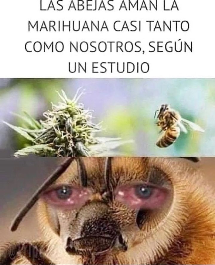 El Paragua Venenoso tweet media