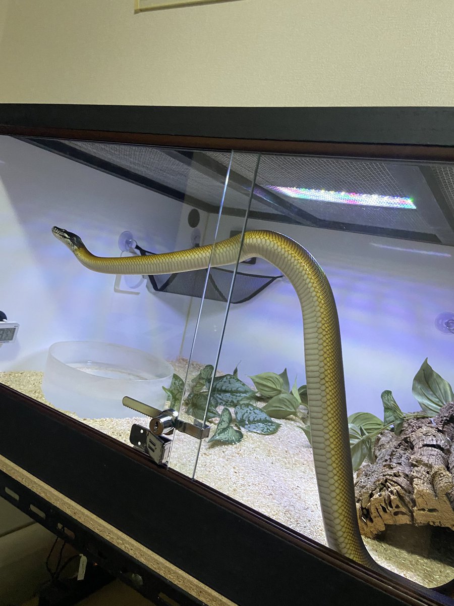 salt_Python_31's tweet image. ベタ慣れに…なりそう😊？
(半年ぶりの更新すみません😵)