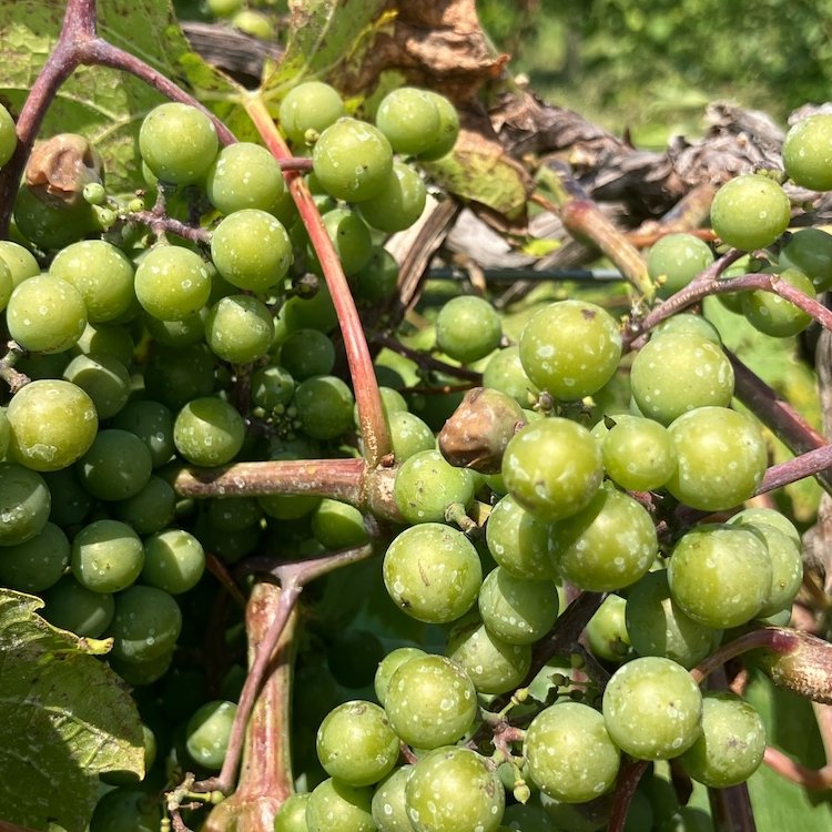 ISU_YardGarden's tweet image. #DYK bacteria and fungi that cause plant diseases can become resistant to pesticides?
Well, it's true! Microbial resistance can make it harder to control diseases over time. Read more about this: yardandgarden.extension.iastate.edu/article/2025/0…