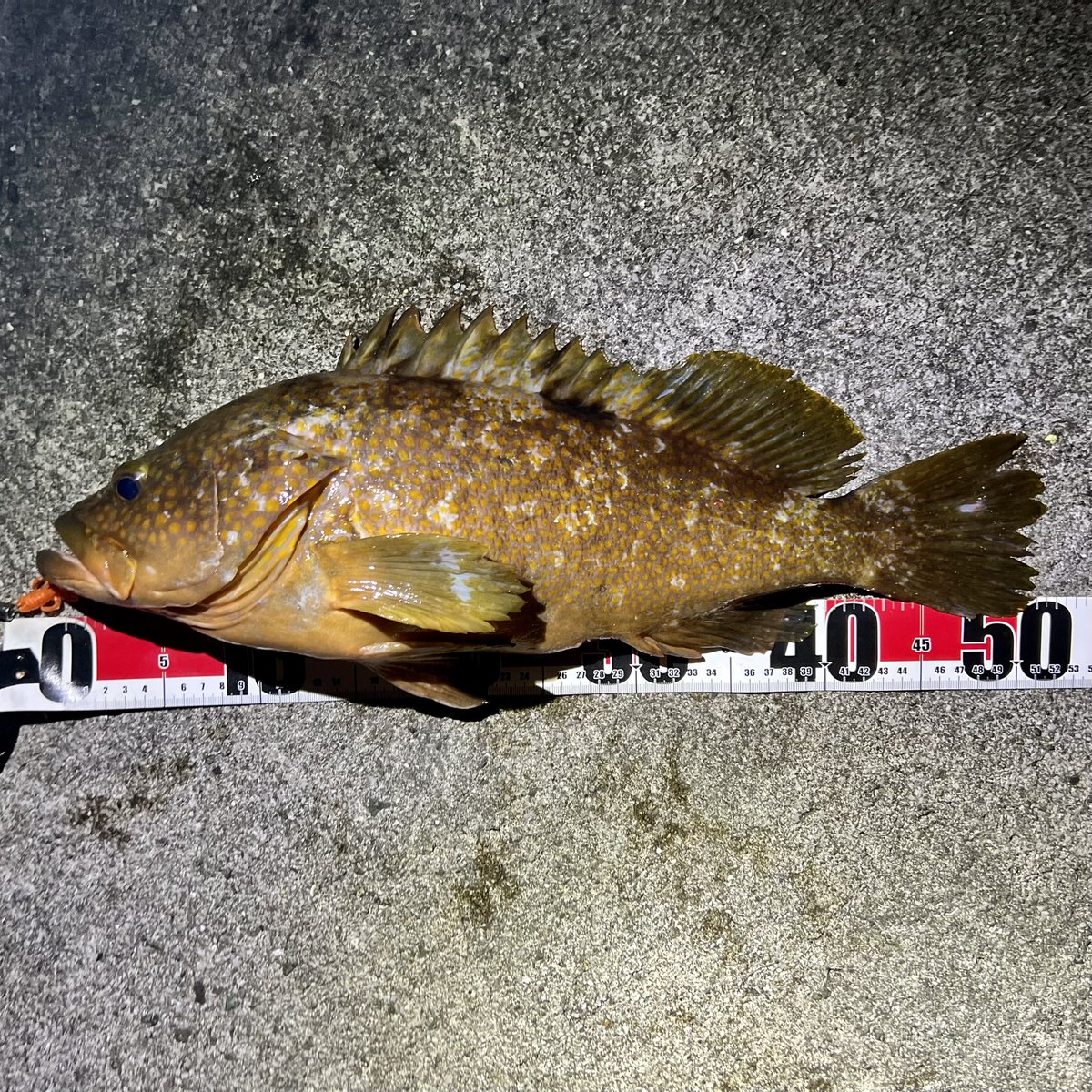 amuchannelyt's tweet photo. ランカー捕獲!51cm !
やっぱしまなみ以外のが得意やないかワシ…。
潮のタイミング関係なしにモゾっとバイトを取って釣ったからかなり嬉しかったw
たろう先生から譲り受けた2代目ペケペケ丸と相性◎ですな。
#キジハタ
#バグアンツ
#ホットオレンジフラッシュ
#HARDROCKER
#ジリオンTWHD https://t.co/23P9qOt3XR