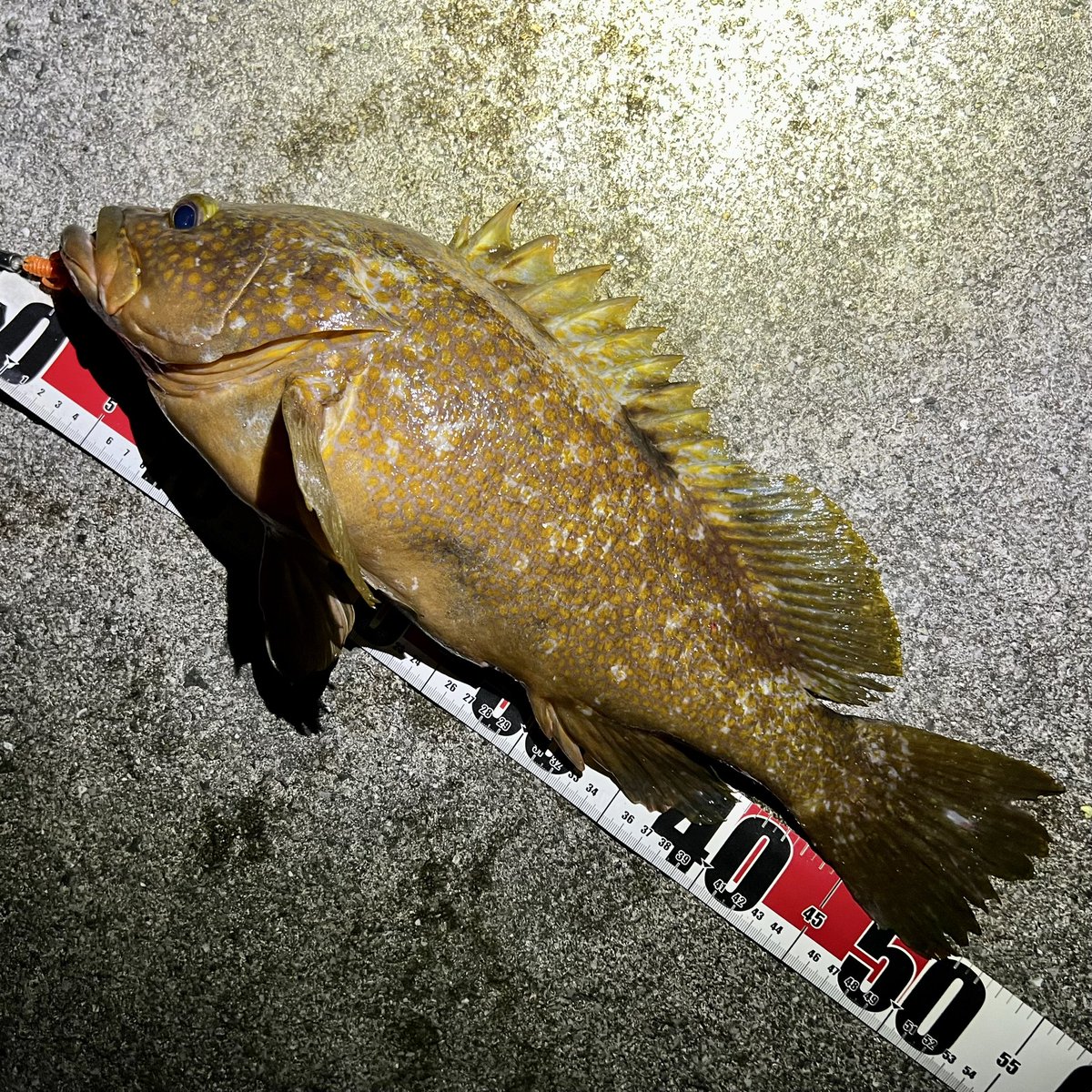 amuchannelyt's tweet photo. ランカー捕獲!51cm !
やっぱしまなみ以外のが得意やないかワシ…。
潮のタイミング関係なしにモゾっとバイトを取って釣ったからかなり嬉しかったw
たろう先生から譲り受けた2代目ペケペケ丸と相性◎ですな。
#キジハタ
#バグアンツ
#ホットオレンジフラッシュ
#HARDROCKER
#ジリオンTWHD https://t.co/23P9qOt3XR