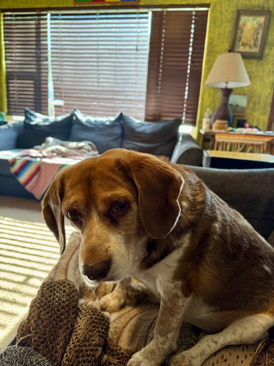 Must be nice to have your only concern be whether or not your mom is going to finish her breakfast.
#beagle