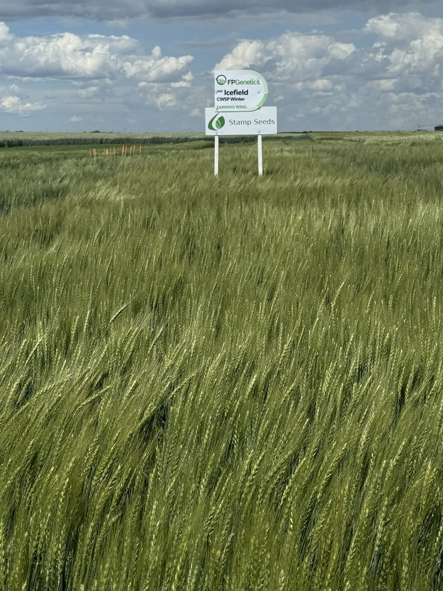 Blair Balog (@blairbalog) on Twitter photo AAC Coldfront is our main hard red winter wheat going forward, better yields than wildfire and better disease. We also have AAC icefield available, that is a niche market variety but opportunity out there! That variety can be great for forage <a href="/Stampseeds/">Stamp Seeds 🌱</a> AAC Coldfront is our main hard red winter wheat going forward, better yields than wildfire and better disease. We also have AAC icefield available, that is a niche market variety but opportunity out there! That variety can be great for forage <a href="/Stampseeds/">Stamp Seeds 🌱</a>