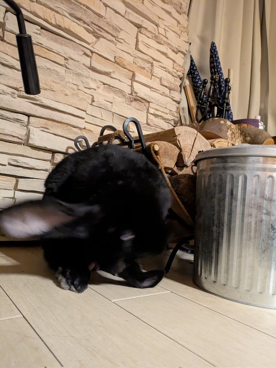 むぎ と ふがし（ジャンボうさぎ） (@mugi13312204) / Posts / X