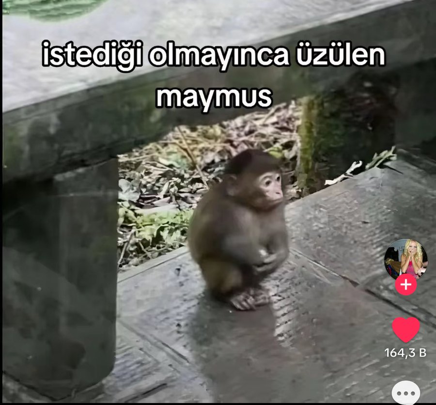 E (@koalamayan) on Twitter photo 